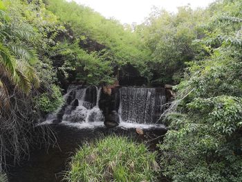 Blurred motion of waterfall on trees in forest