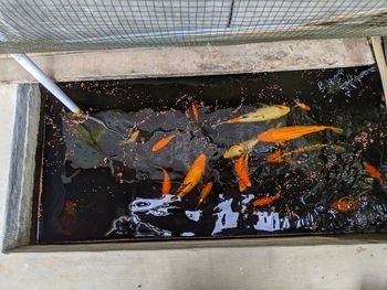 High angle view of fish swimming in pool