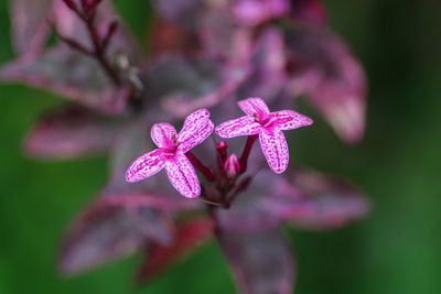 Close-up of pink flowering plant in park