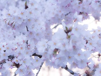 Low angle view of pink flowers blooming on tree