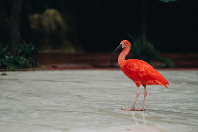 View of bird perching on a land