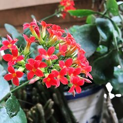 Close-up of flowers blooming outdoors