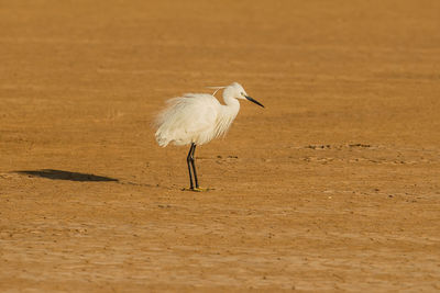Side view of a bird on a land