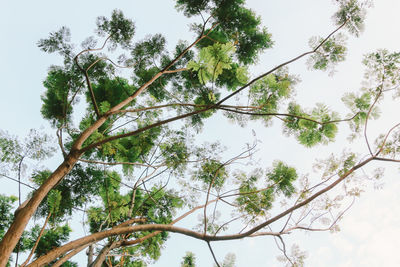 Low angle view of trees against sky