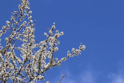 Low angle view of cherry blossoms against blue sky