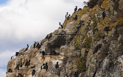 Low angle view of birds on mountain