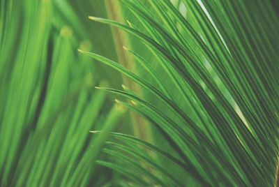 Full frame shot of palm leaves