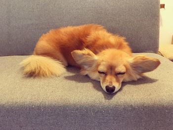 Close-up of dog relaxing outdoors