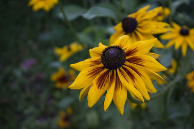 Macro shot of yellow daisy blooming outdoors