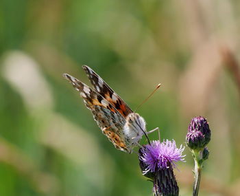 Close-up of butterfly pollinating on purple flower