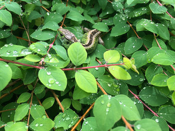 Close-up of raindrops on leaves