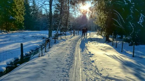 Road passing through forest