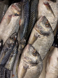 In the displays of a fishmonger lies a lot of fresh fish