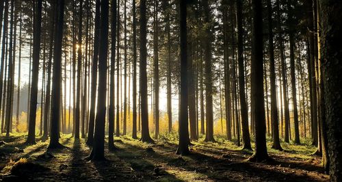 Sunlight streaming through trees in forest