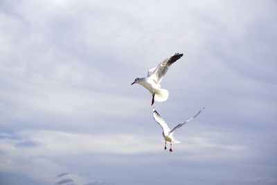 Low angle view of seagull flying against sky