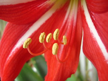 Extreme close-up of red flower blooming outdoors