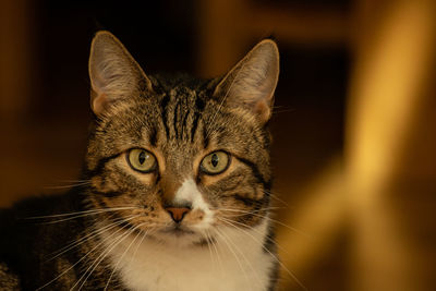 Close-up portrait of a cat