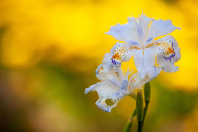 Close-up of white flowering plant