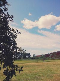 Scenic view of agricultural field against sky