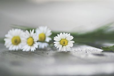 Close-up of yellow flowers