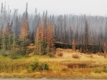 Pine trees in forest