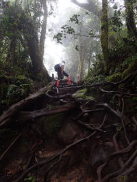 Man amidst plants in forest