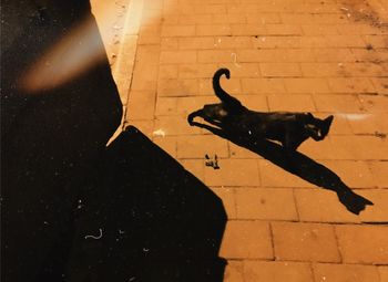 High angle view of cat shadow on tiled floor