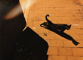 High angle view of cat shadow on tiled floor