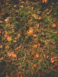 High angle view of autumnal leaves on field