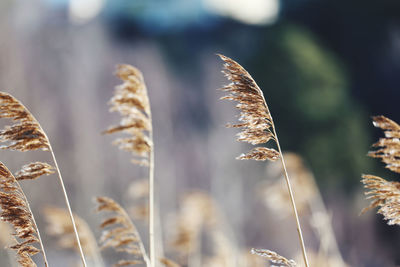 Close-up of reed grass