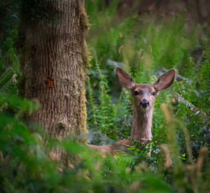 Portrait of deer in the forest