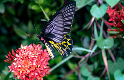 Close-up of butterfly pollinating on flower