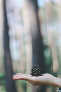 Cropped hand of man holding pine cone