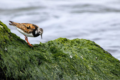 Bird perching on rock