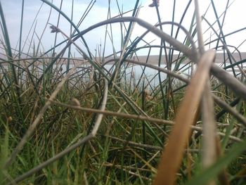 Plants growing on field