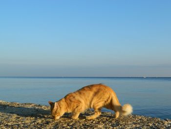 Cat looking at sea against clear sky