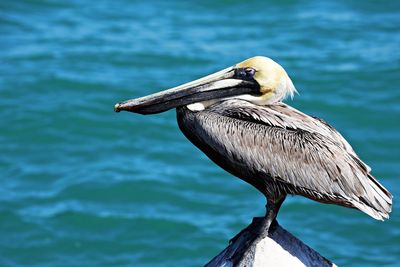 Close-up of bird perching on a sea