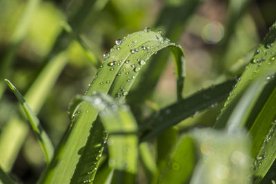 Close-up of wet plant