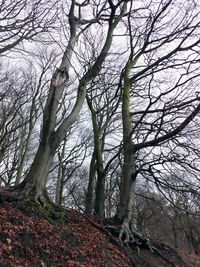 Bare trees in forest