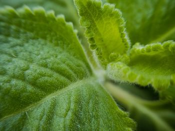 Close-up of green oregano plant