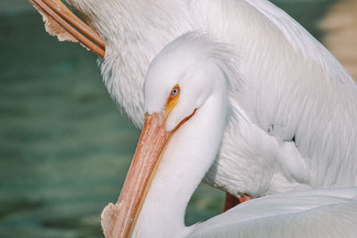 Close-up of a bird