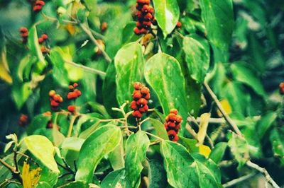 Close-up of red leaves