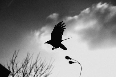 Low angle view of a bird flying