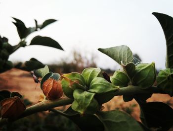 Close-up of fresh fruits on tree against sky