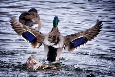 Ducks on rippled lake