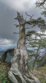 Dead tree trunk against sky