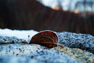 Close-up of autumn leaf