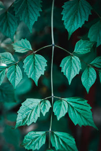 Full frame shot of leaves outdoors