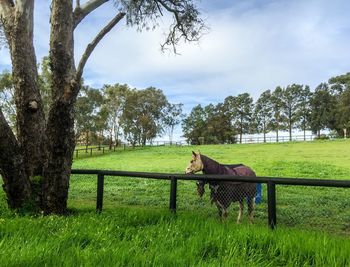 Horse in paddock