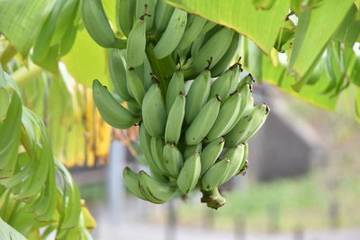 Close-up of banana tree